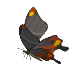 Smotherwing Butterfly