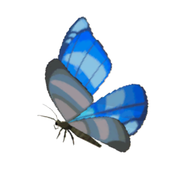 Winterwing Butterfly